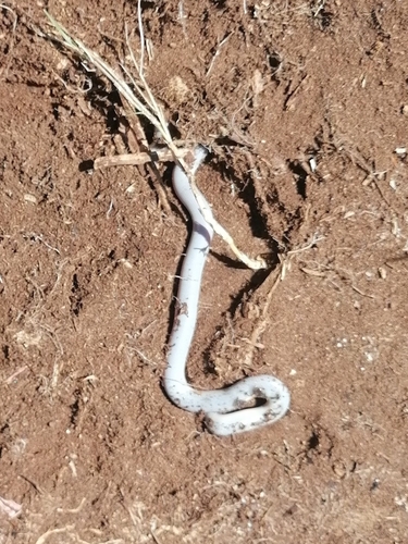 Delalande's Beaked Blind Snake