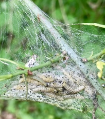 Yponomeuta cagnagella