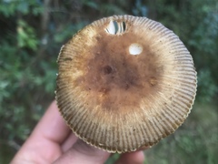 Russula acrolamellata