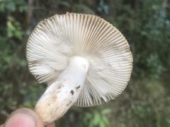 Russula acrolamellata