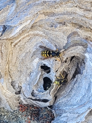 Aerial yellowjacket