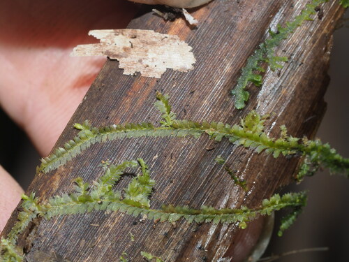 Lophocolea hawaica