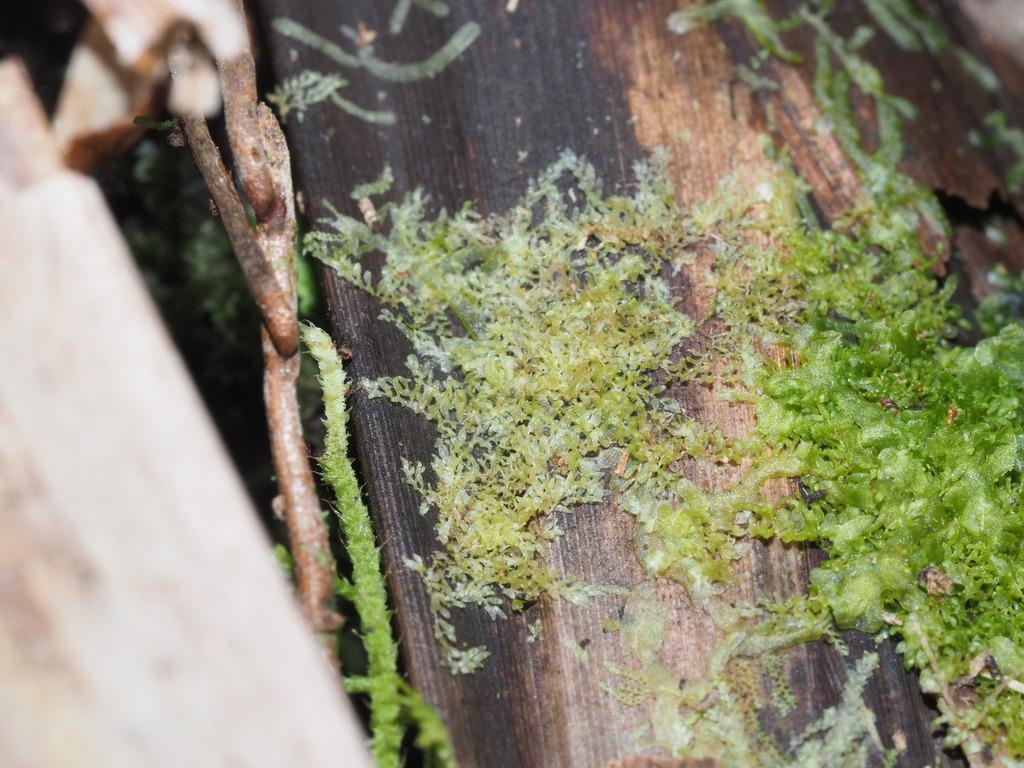 Cololejeunea hillebrandii