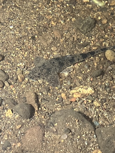 Yellowtail whiptail catfish (Fonchiiichthys uracanthus) — Loricariidae — 4