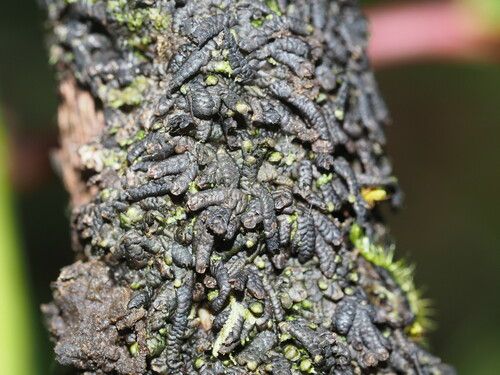 Lopholejeunea nigricans