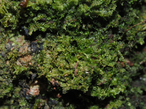 Radula cavifolia observed 2024-06-07