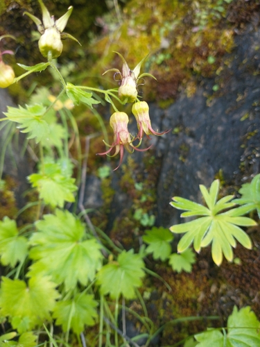 Image of Bolandra oregana by no rights reserved