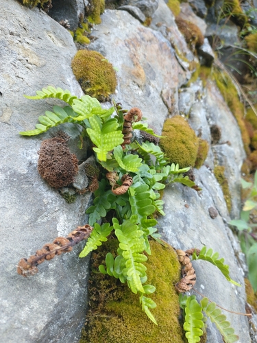 Image of Polypodium amorphum by no rights reserved