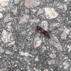 Staphylinus erythropterus