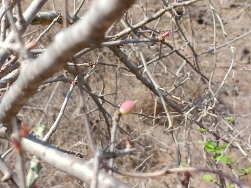 Commiphora wightii