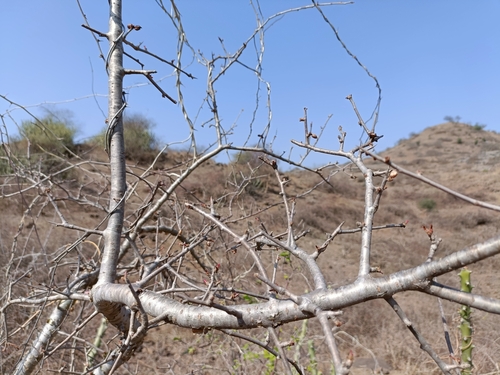 Image of Commiphora wightii by (c) Malaika Mathew Chawla, some rights reserved (CC BY)