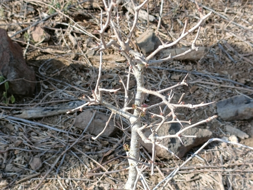 Commiphora wightii