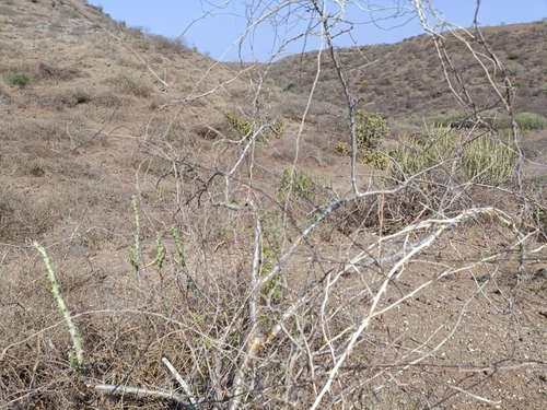 Commiphora wightii