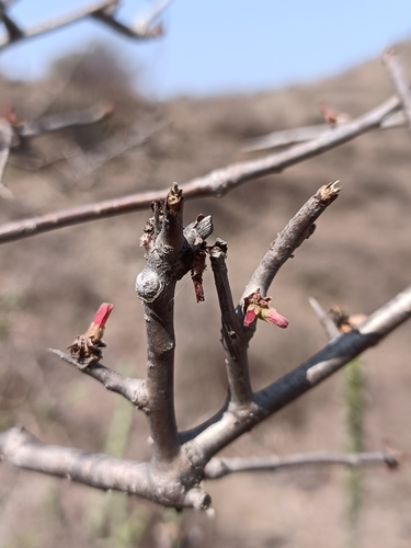 Commiphora wightii
