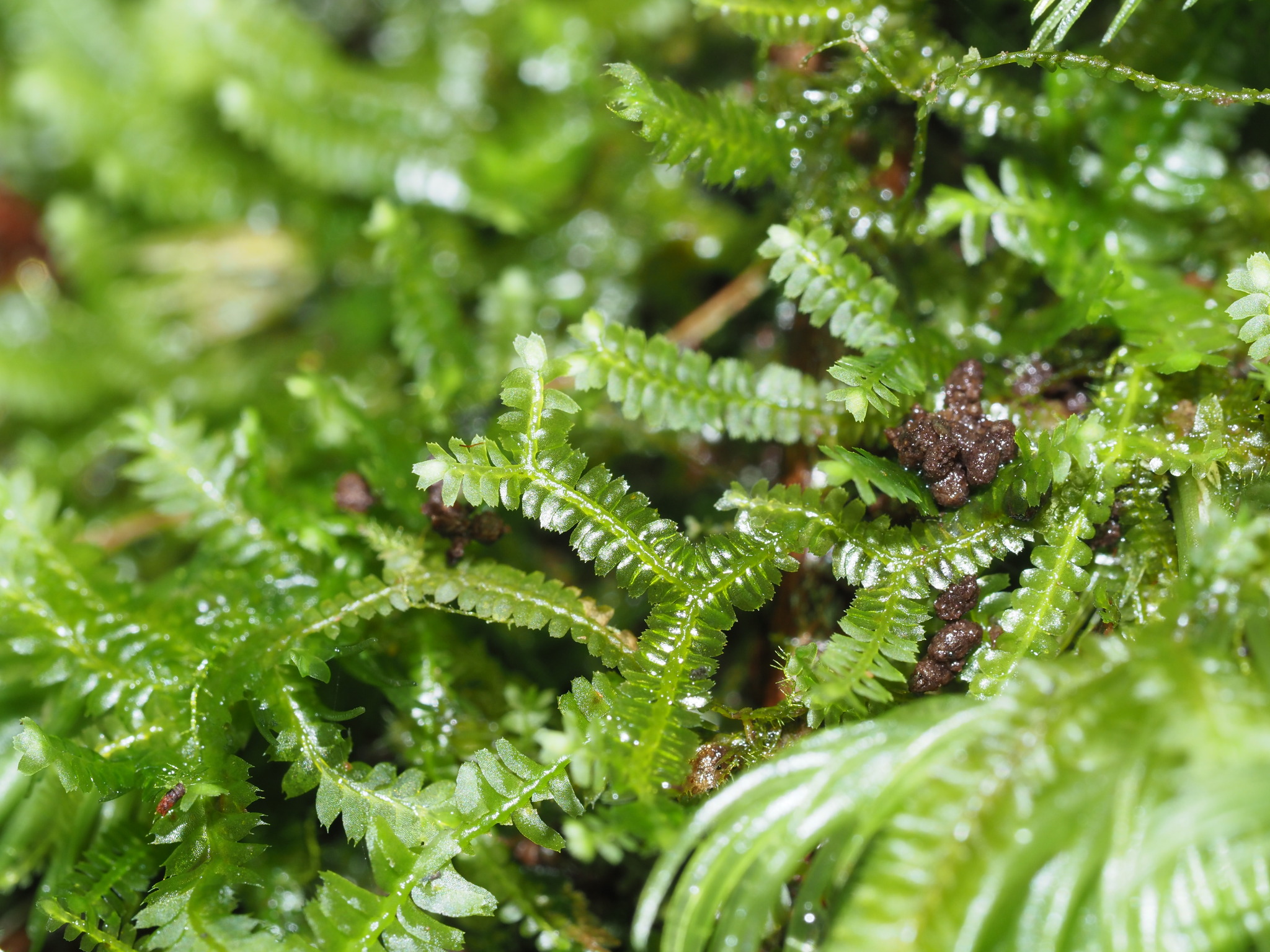 Bazzania brighamii