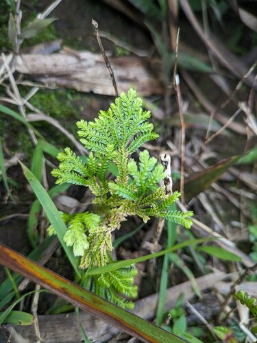 Dwarf spikemoss (Selaginella arbuscula)