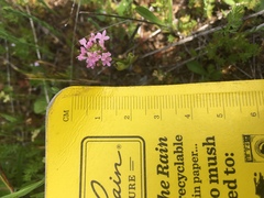 Plectritis congesta brachystemon
