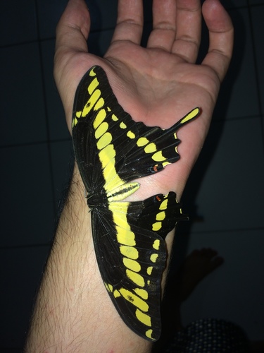 Thoas Swallowtail