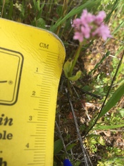 Plectritis congesta brachystemon