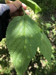Pachypsylla celtidismamma