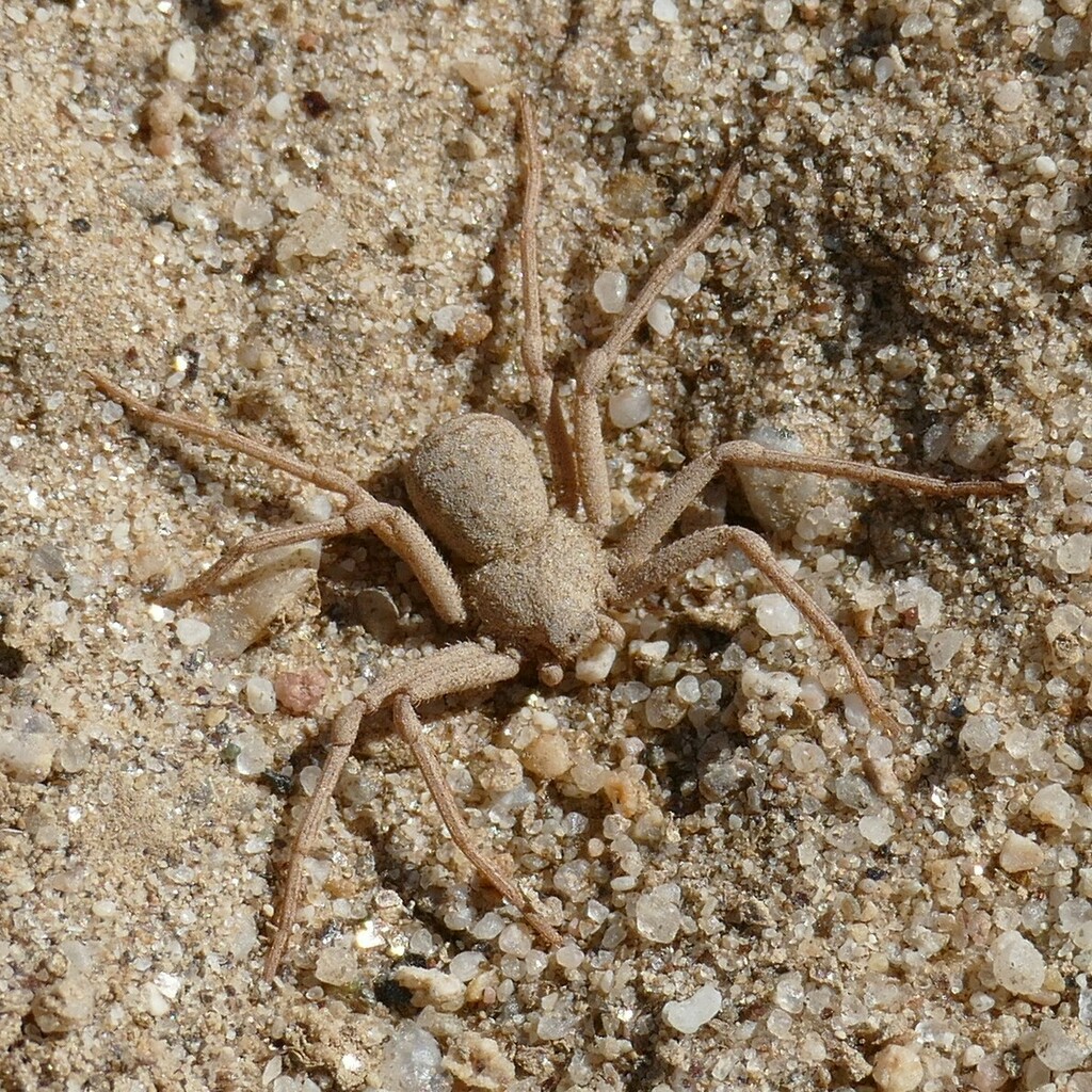 African Six-eyed Sand Spiders from Namib desert NW of Mt Roessing ...