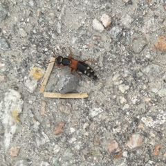 Staphylinus erythropterus