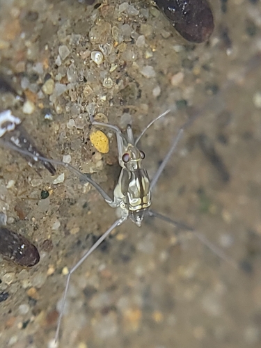 Common water strider