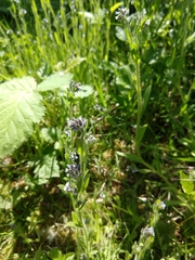 Myosotis discolor