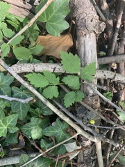 Cardamine diphylla