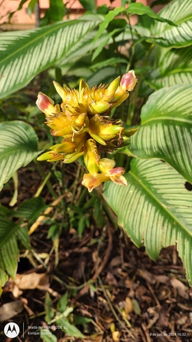 Foto de Maranta Riscada