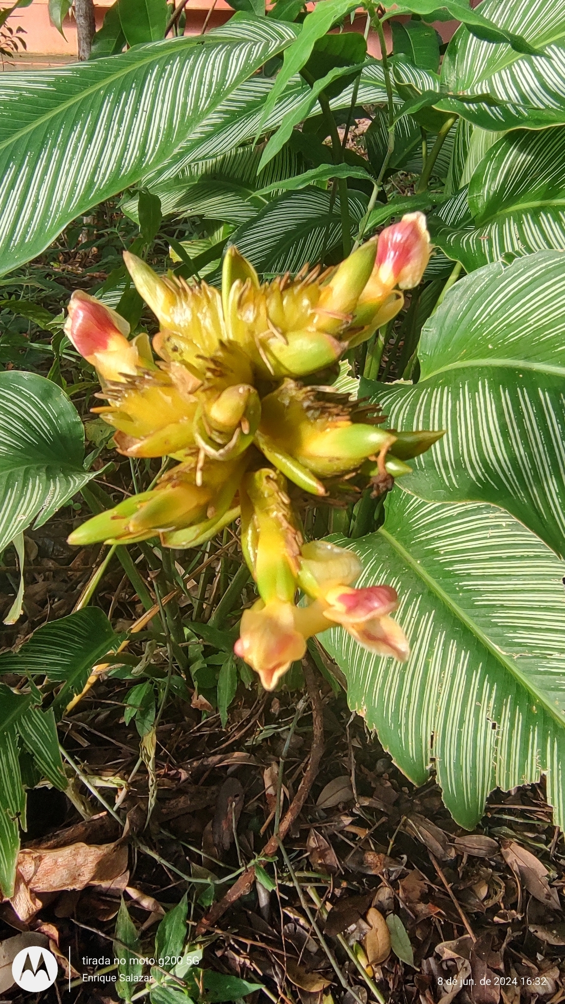 Imagem de Maranta Riscada