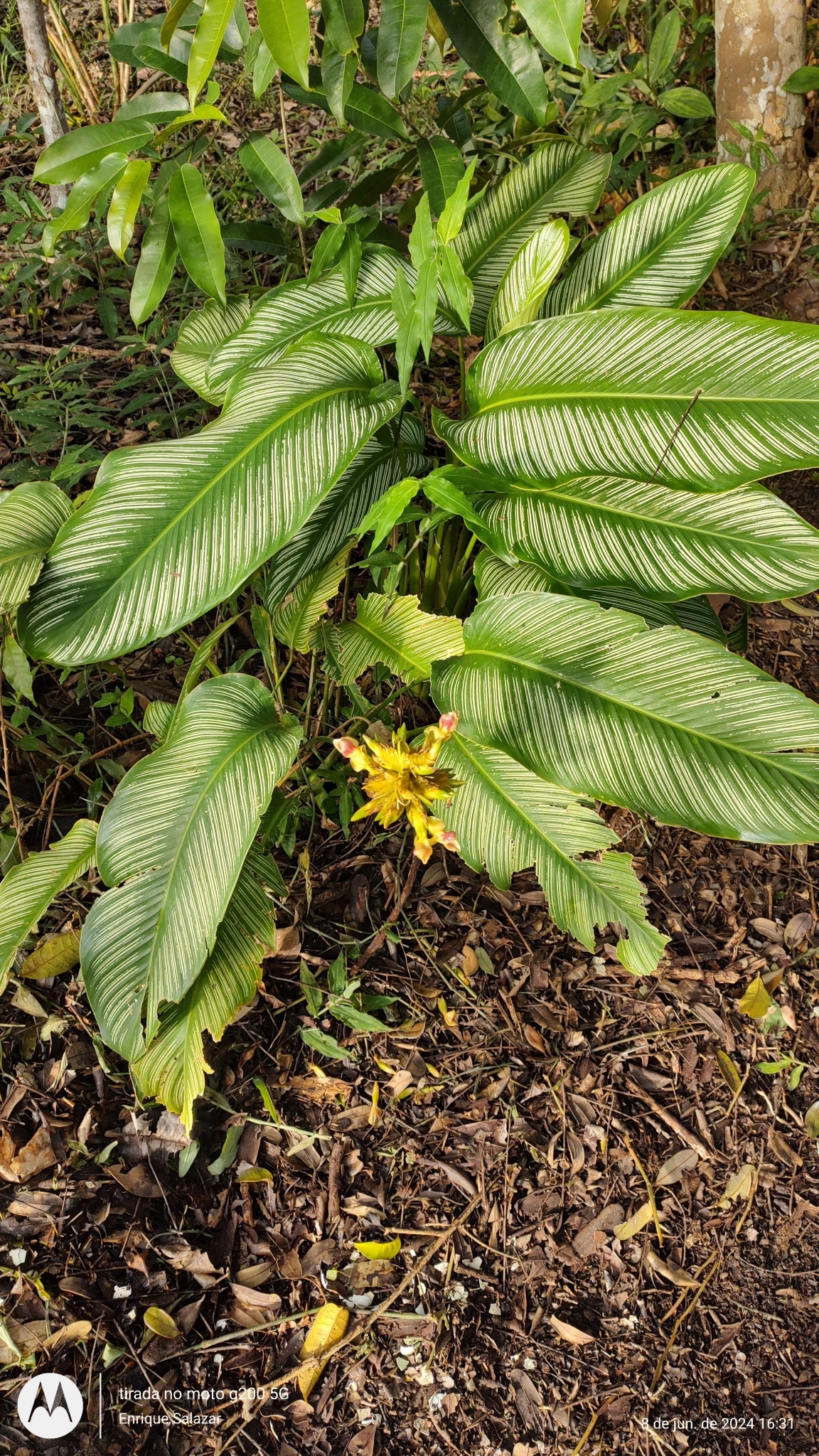 Imagem de Maranta Riscada