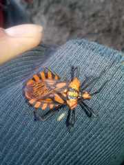 Spartocera pantomima