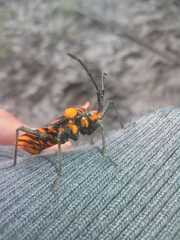 Spartocera pantomima