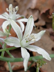 Ornithogalum