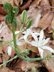 Ornithogalum