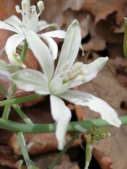 Ornithogalum