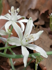 Ornithogalum