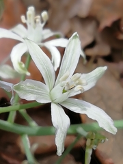 Ornithogalum