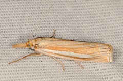 Crambus laqueatellus