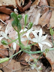 Ornithogalum