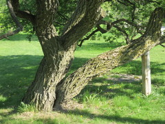 Euonymus hamiltonianus