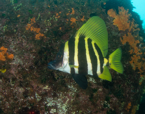 Japanese boarfish (Evistias acutirostris) — Pentacerotidae — 5