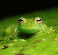 Spiny Cochran Frog photo 5