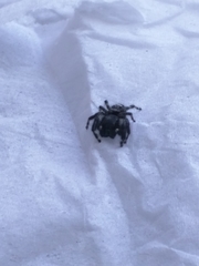 Phidippus audax