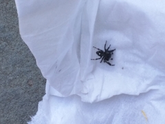 Phidippus audax