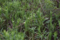 Maianthemum stellatum