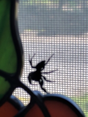Phidippus audax