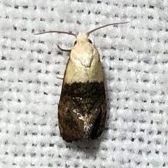 Eugnosta erigeronana