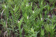 Maianthemum stellatum